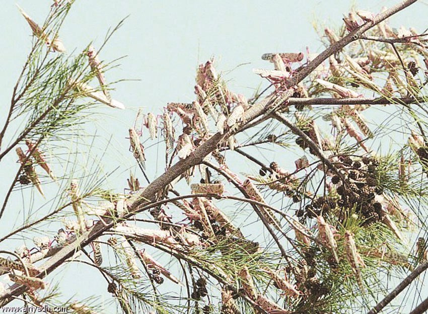 الجراد سيحل ضيفا ثقيلا على الكويت الأسبوع المقبل