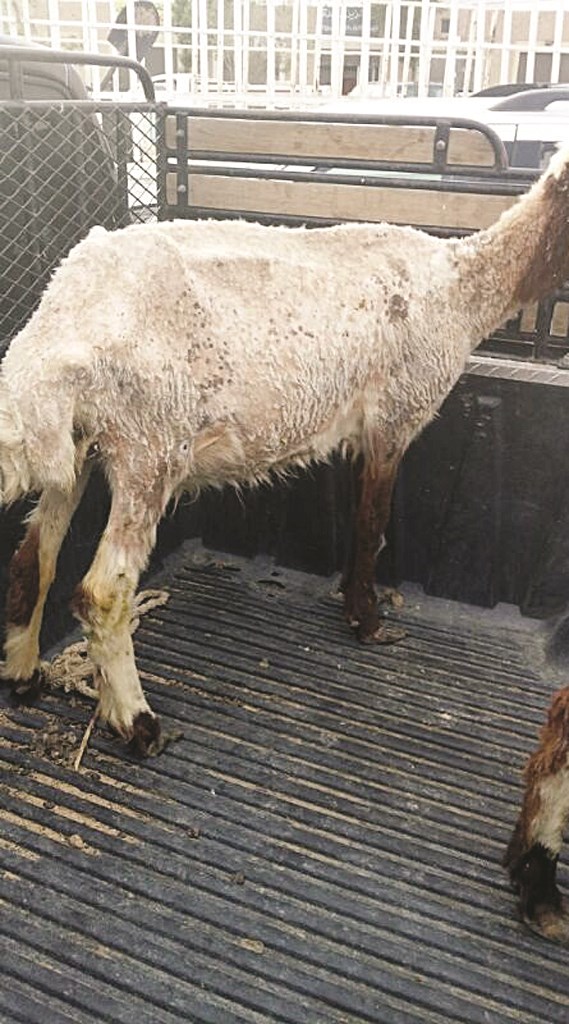 عرض لنعجة جرباء