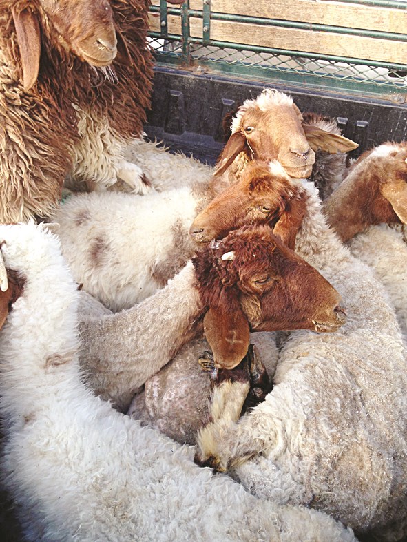 أغنام موبوءة للعرض