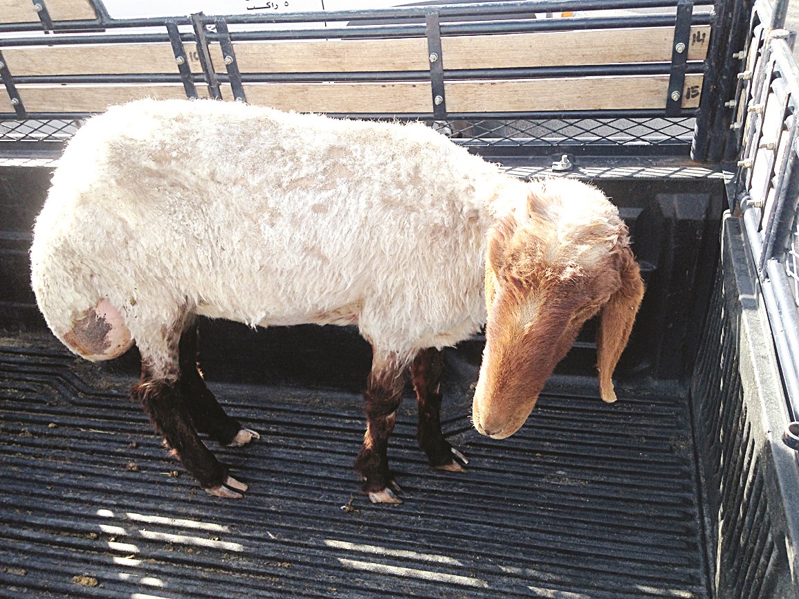 مشروع للبيع بدينارين ونصف الدينار وفي الإطار أحد تجار الاغنام الموبوءة