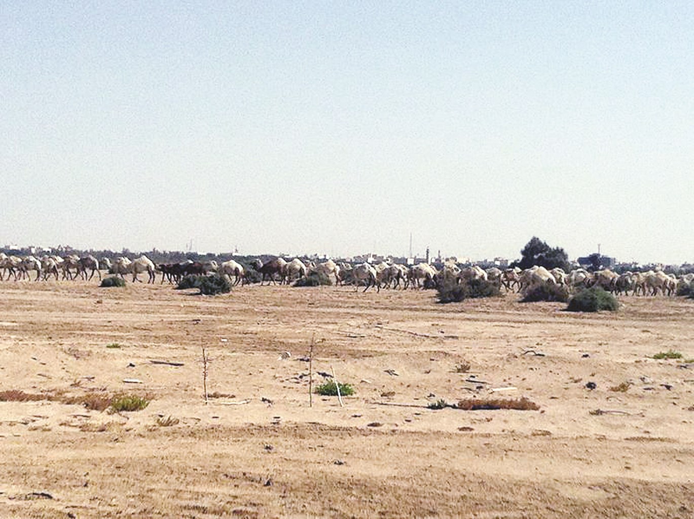 u0631u0639u064a u062cu0627u0626u0631 u0641u064a u0627u0644u0645u062du0645u064au0629