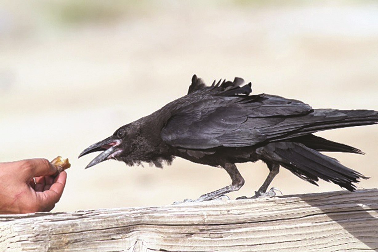 أذكى الطيور