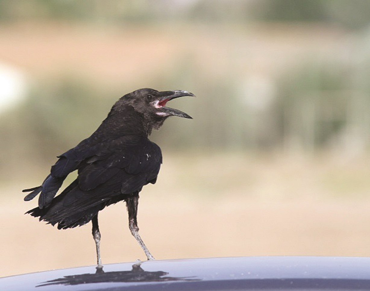 يأكل سمك سيء