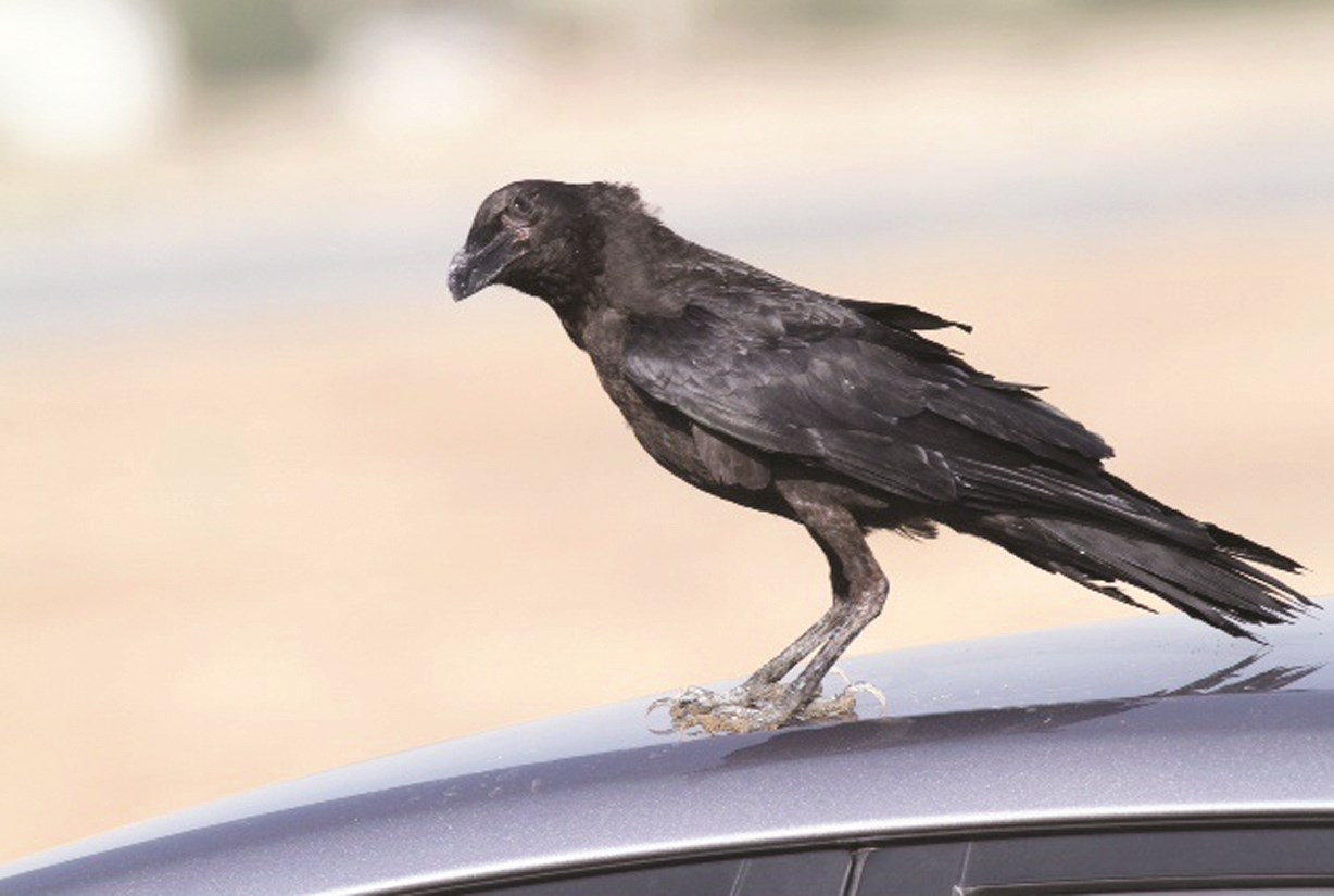 غراب بني الرقبة