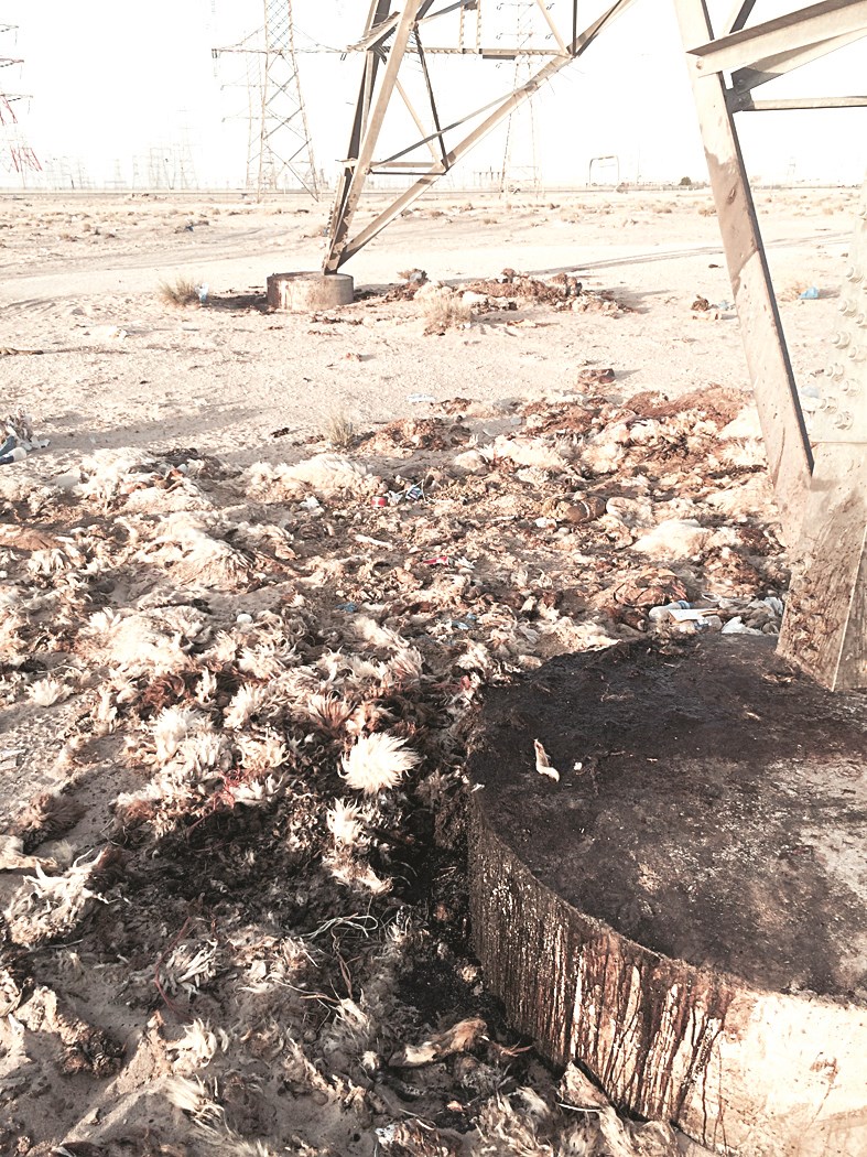 آثار عمليات الذبح