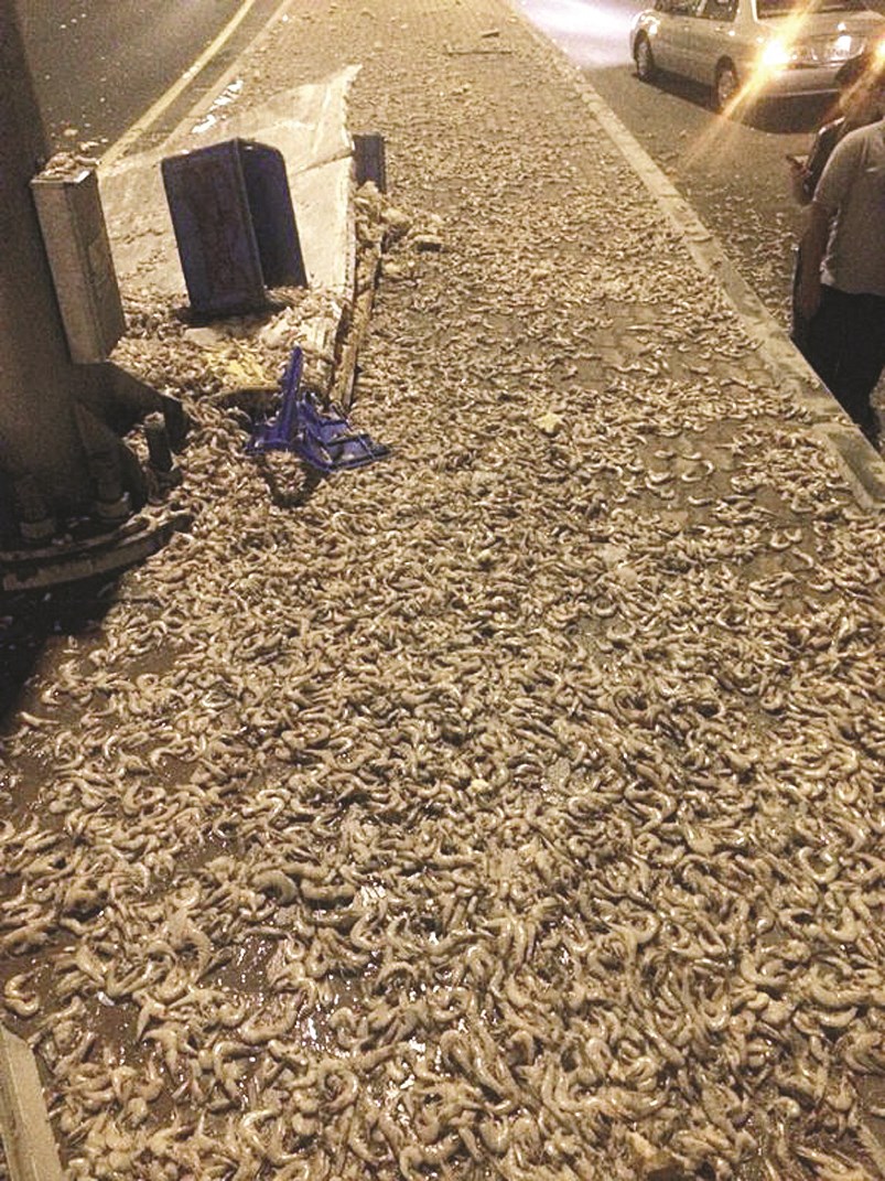 بحر من الروبيان... ولكن على اليابسة!