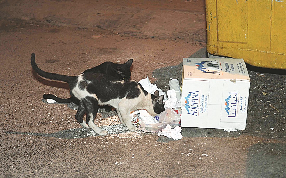 القطط تأكل ما تبقى من قمامة على الأرض