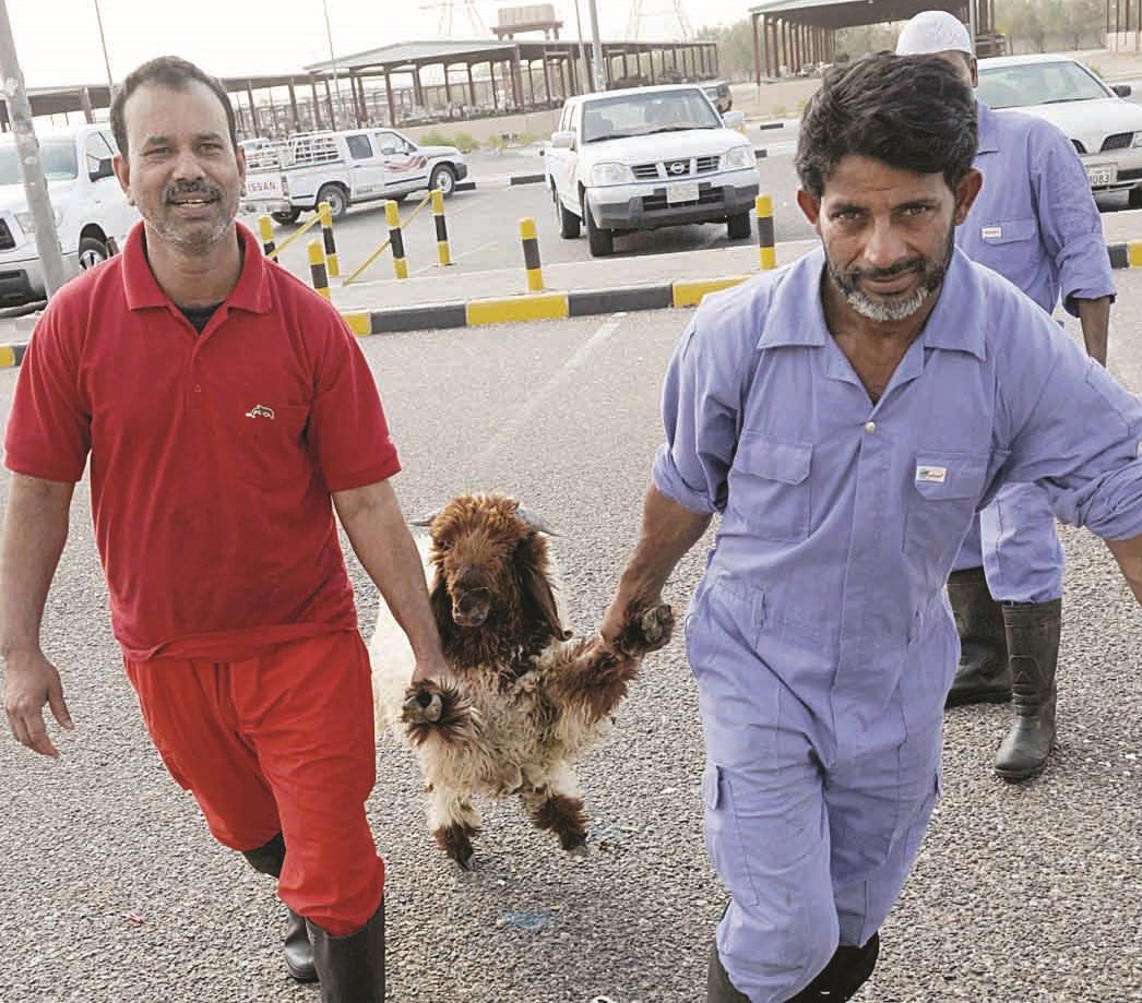 عاملان خلال نقلهما خروفاً