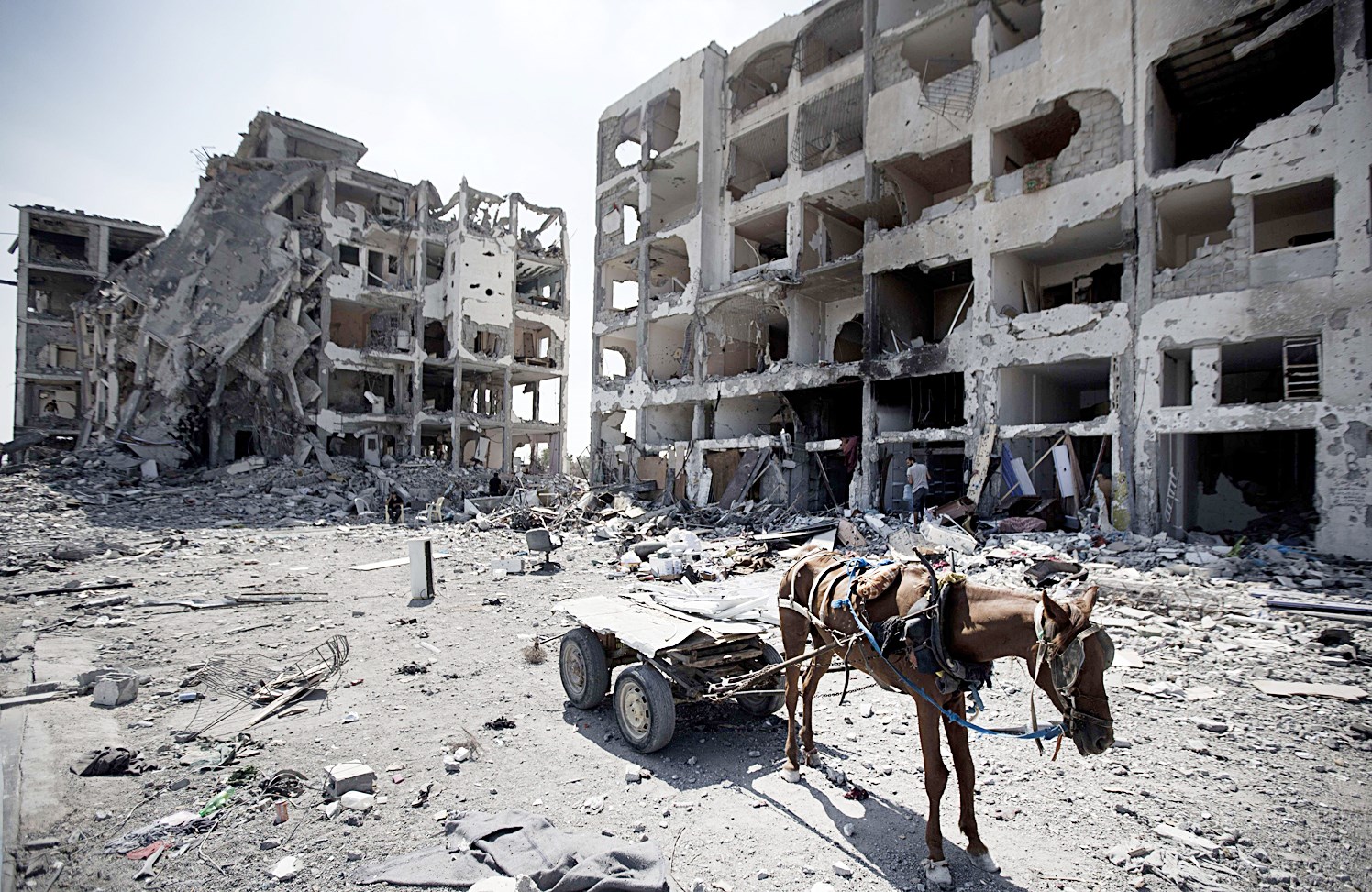 u062du0645u0627u0631 u064au062cu0631 u0639u0631u0628u0629 u0641u064a u0623u062du062f u0623u062du064au0627u0621 u0628u064au062a u0644u0627u0647u064au0627 u0627u0644u0645u062fu0645u0651u0631 u0641u064a u063au0632u0629 (u0627 u0641 u0628)