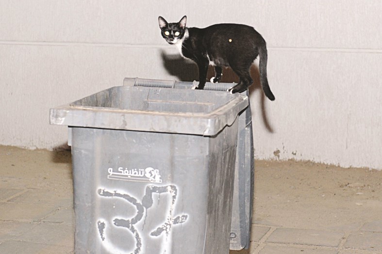 قطة تبحث عن رزقها