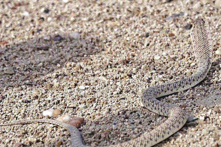 ... وتهم بالفرار