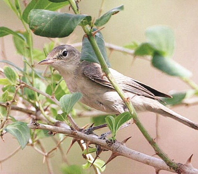 احد الطيور يبحث عن مأوى بعد قص الأشجار