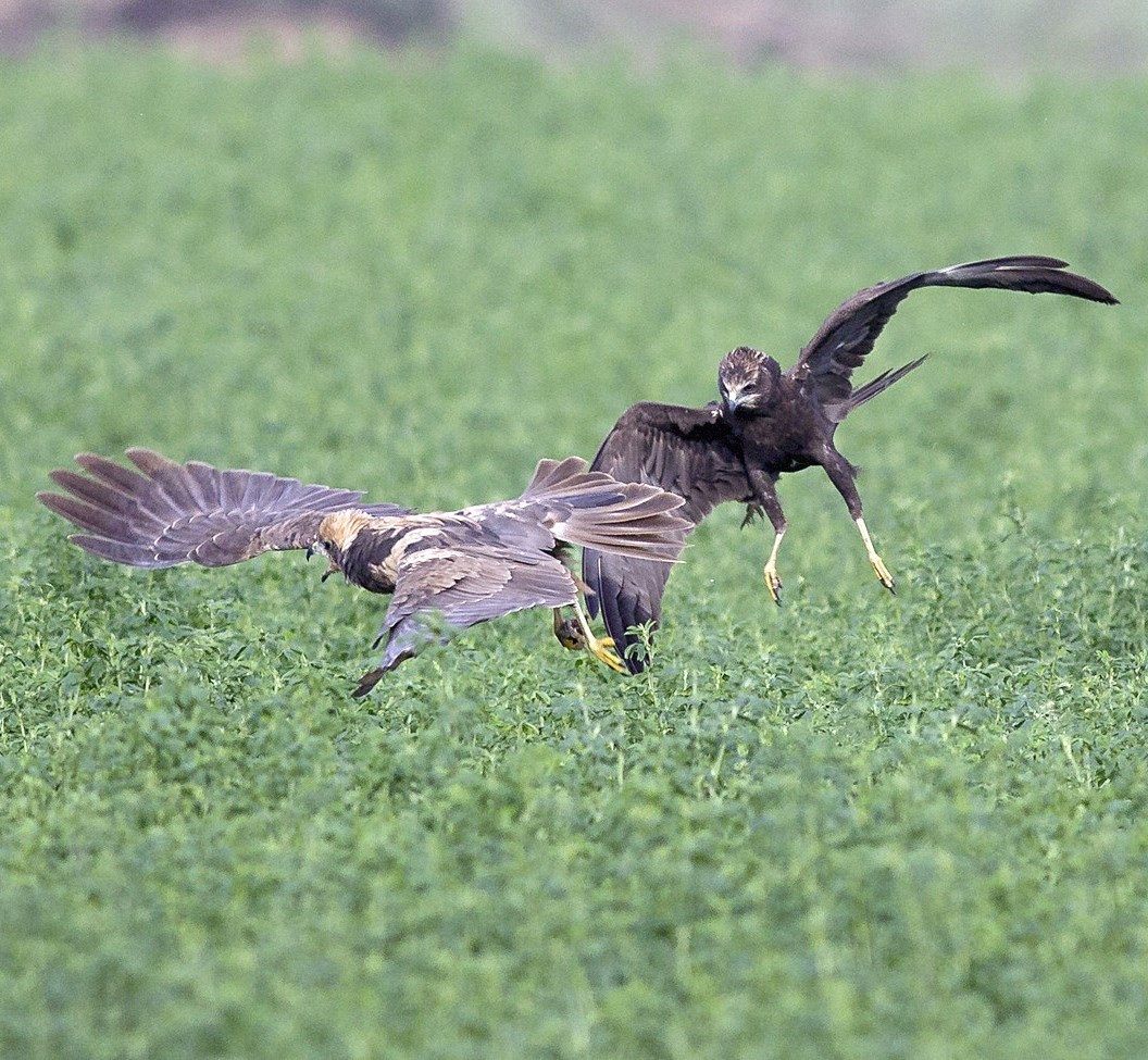 u0645u0633u0627u062d u0627u0644u0631u064au0636u0627u0646 u0645u0631u0632u0629 u0627u0644u0628u0637u0627u0626u062d