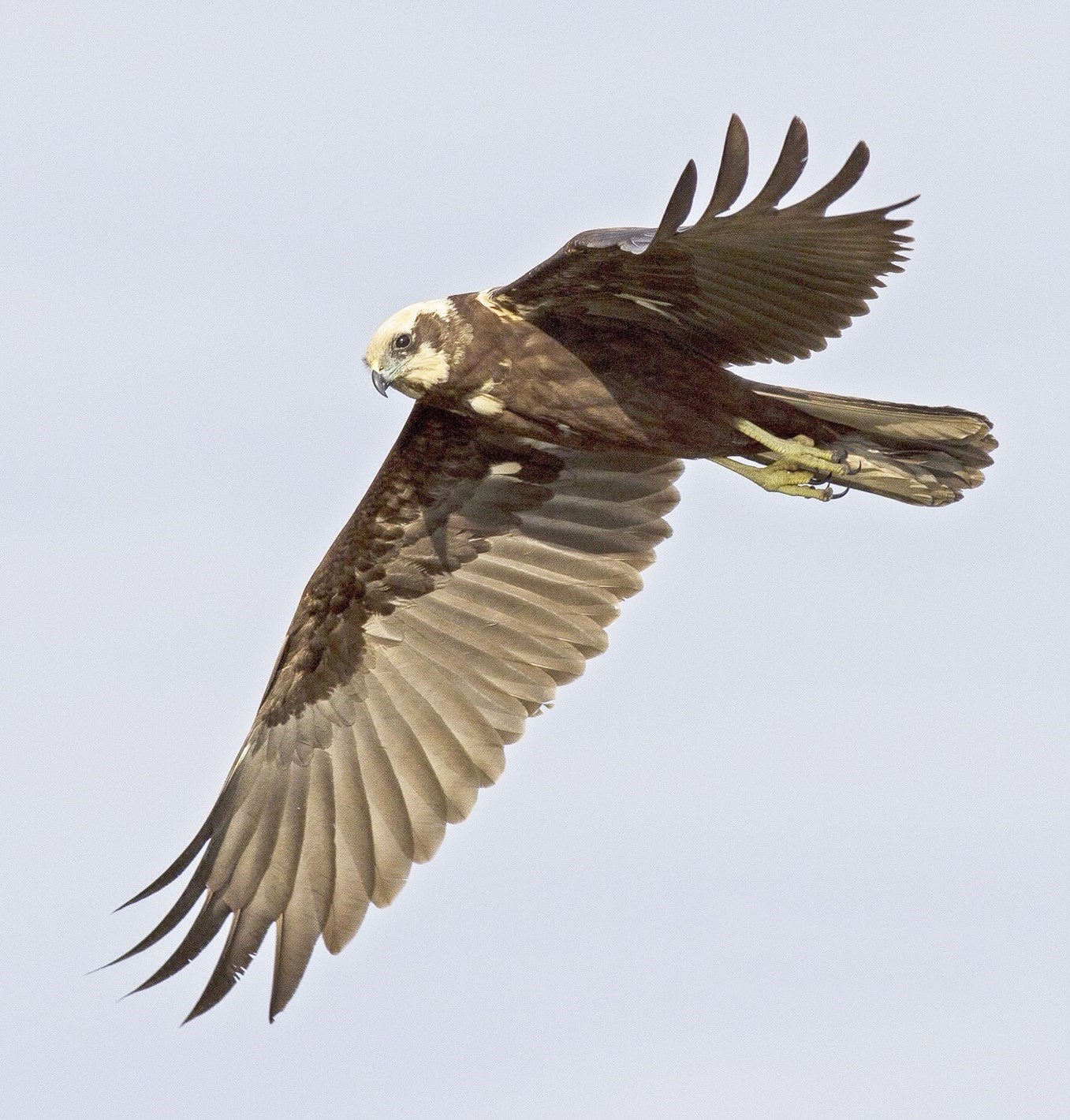 مساح الريضان محلقاً في سماء الكويت (تصوير عمر الشاهين)