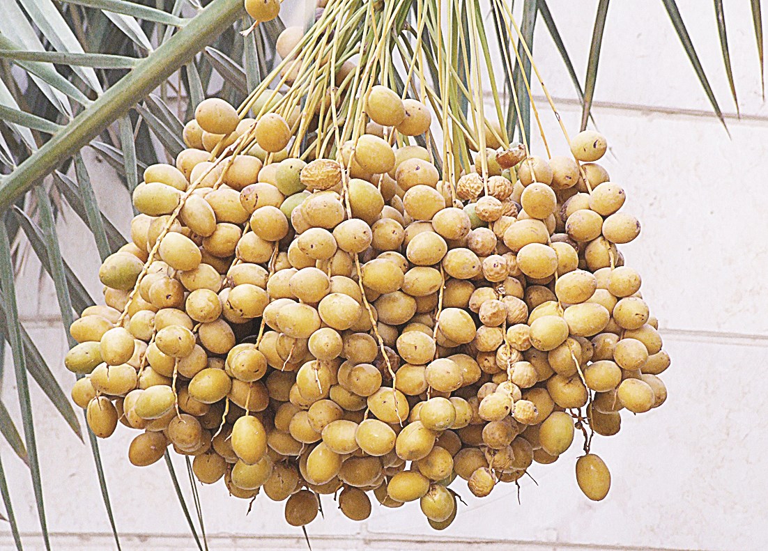 عثق رطب البرحي