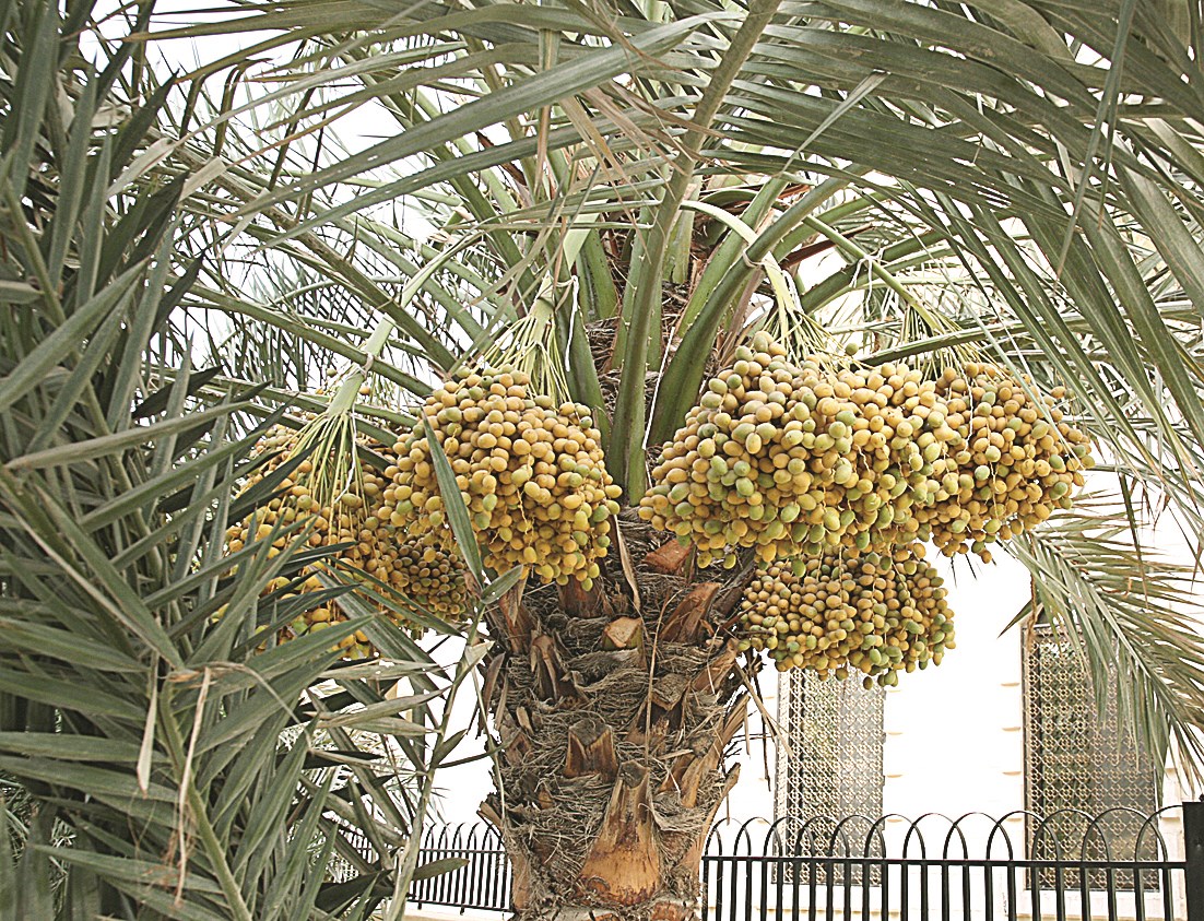 عثوق الرطب تتدلى من شجر النخيل في شوارع الكويت