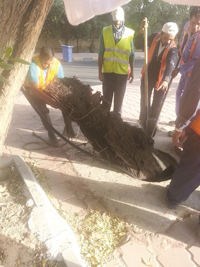 u0627u0633u062au062eu0631u0627u062c u062cu0630u0639 u0627u0644u0634u062cu0631u0629 u0645u0646 u0645u0646u0647u0648u0644 u0635u0631u0641 u0645u064au0627u0647 u0627u0644u0623u0645u0637u0627u0631