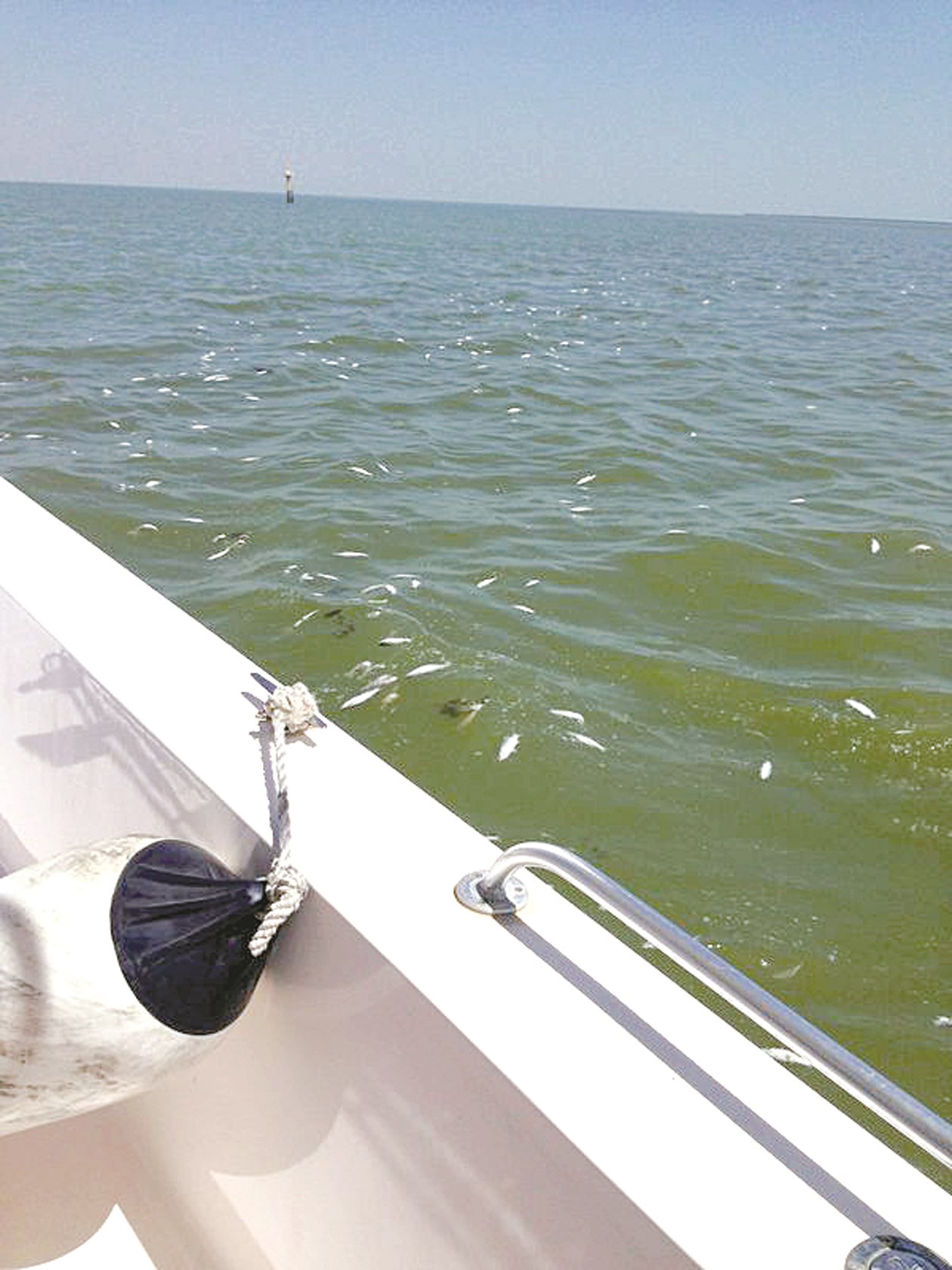 u00abu0627u0644u0645u064au062fu00bb... u0637u0627u0641u064au0627 u0641u064a u0628u062du0631 u0627u0644u0635u0644u064au0628u062eu0627u062a