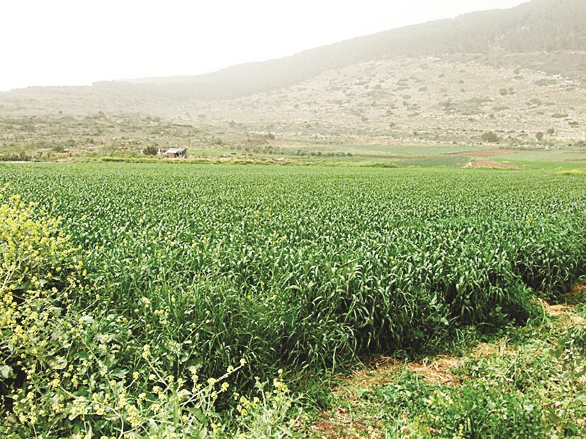 u0627u0644u0632u0631u0627u0639u0629 u0641u064a u0627u0644u062eu0627u0631u062c u0645u0637u0631u0648u062du0629 u0628u0642u0648u0629