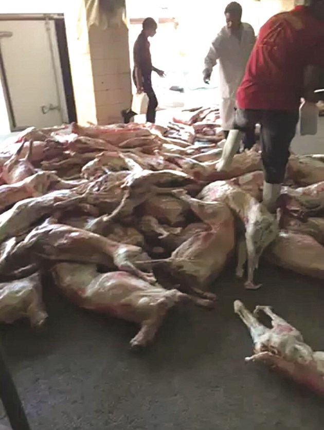 معاينة اللحوم المضبوطة