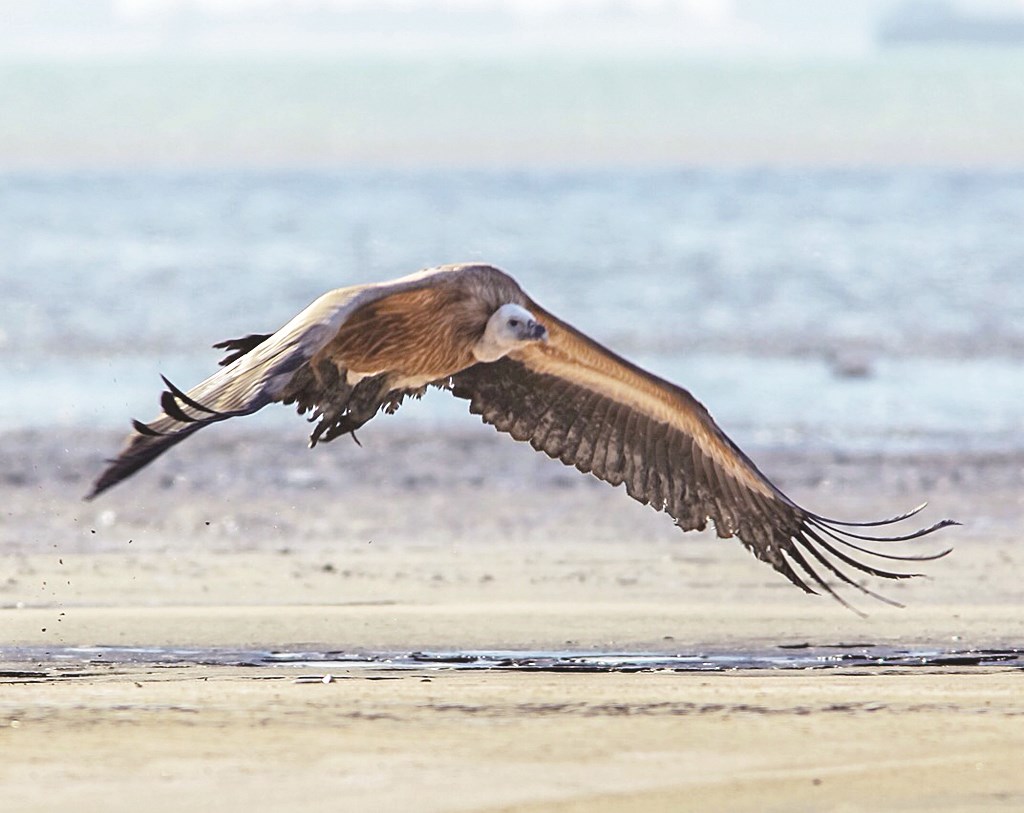 أسلاك الكهرباء مصدر إزعاج للنسور (تصوير: حمد بورسلي)