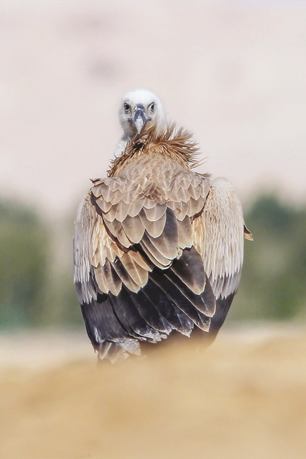 ... مهدد بالانقراض