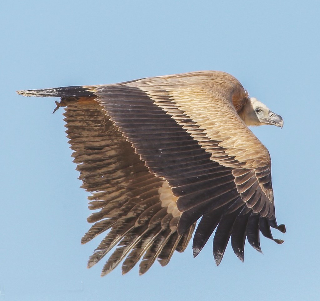 تعيش منفردة