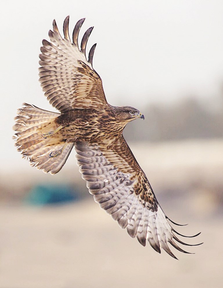 u0645u062du0644u0642u0627u064b u0641u064a u0627u0644u062eu0648u064au0633u0627u062a (u062au0635u0648u064au0631: u062du0645u062f u0628u0648u0631u0633u0644u064a)