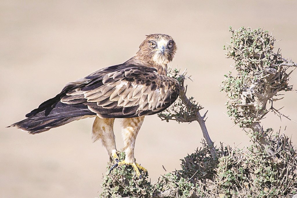 عقاب السهول