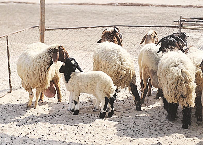 مصادرة المحاصير