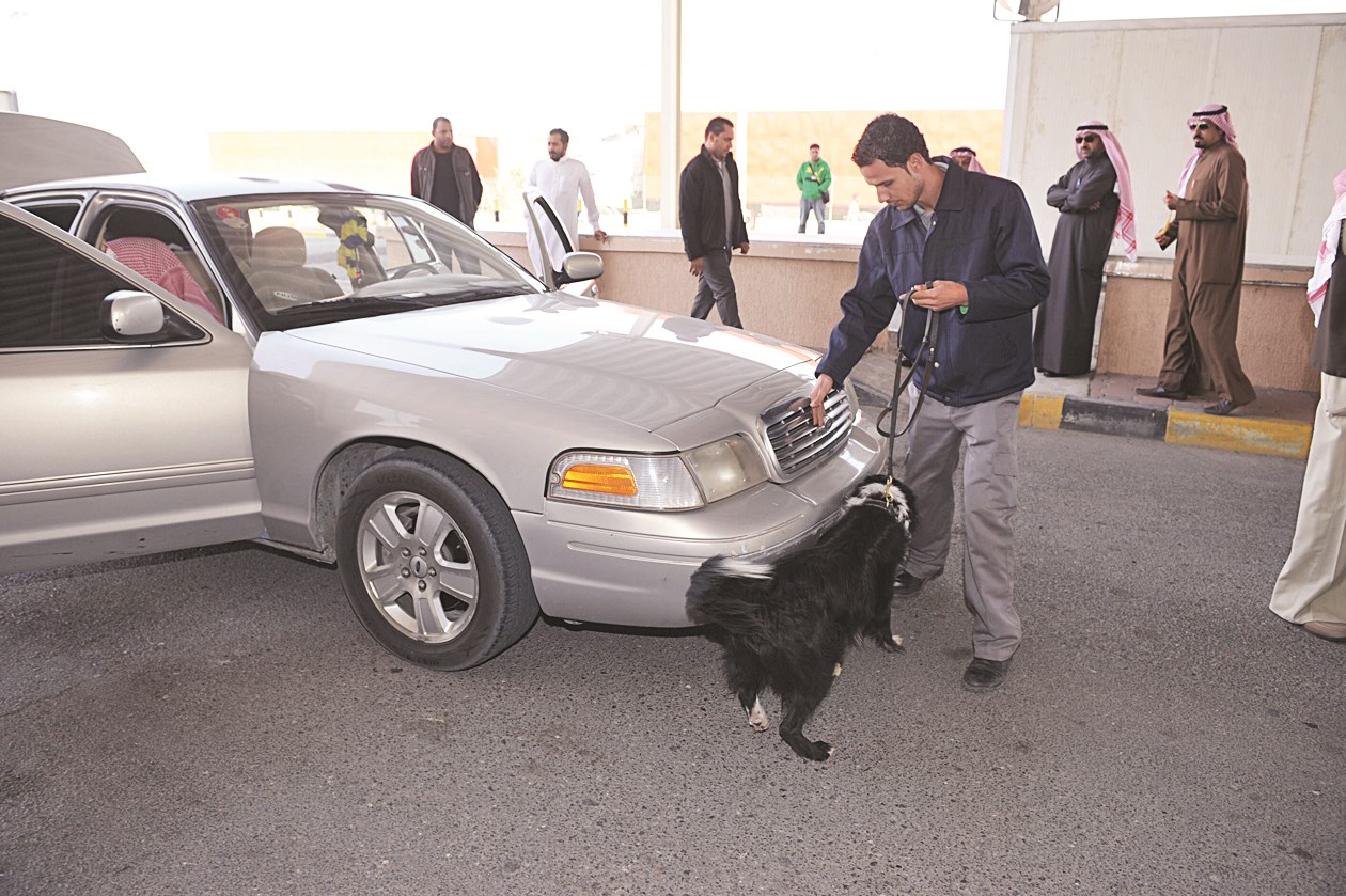أحد الكلاب يفحص سيارة