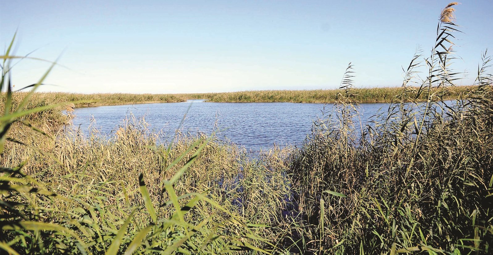 مسطحات مائية ونباتية جاذبة للطيور في محمية الجهراء  (تصوير نايف العقلة )