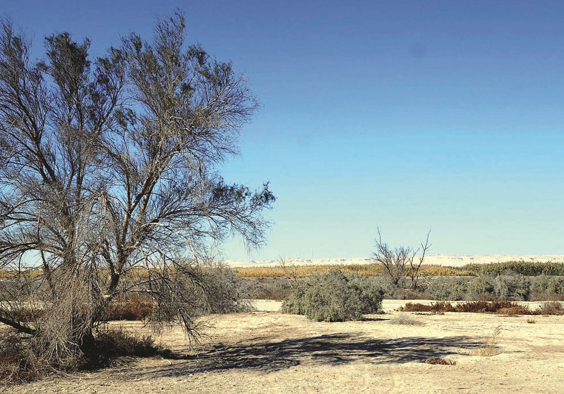 محمية الجهراء ... تنوع أحيائي