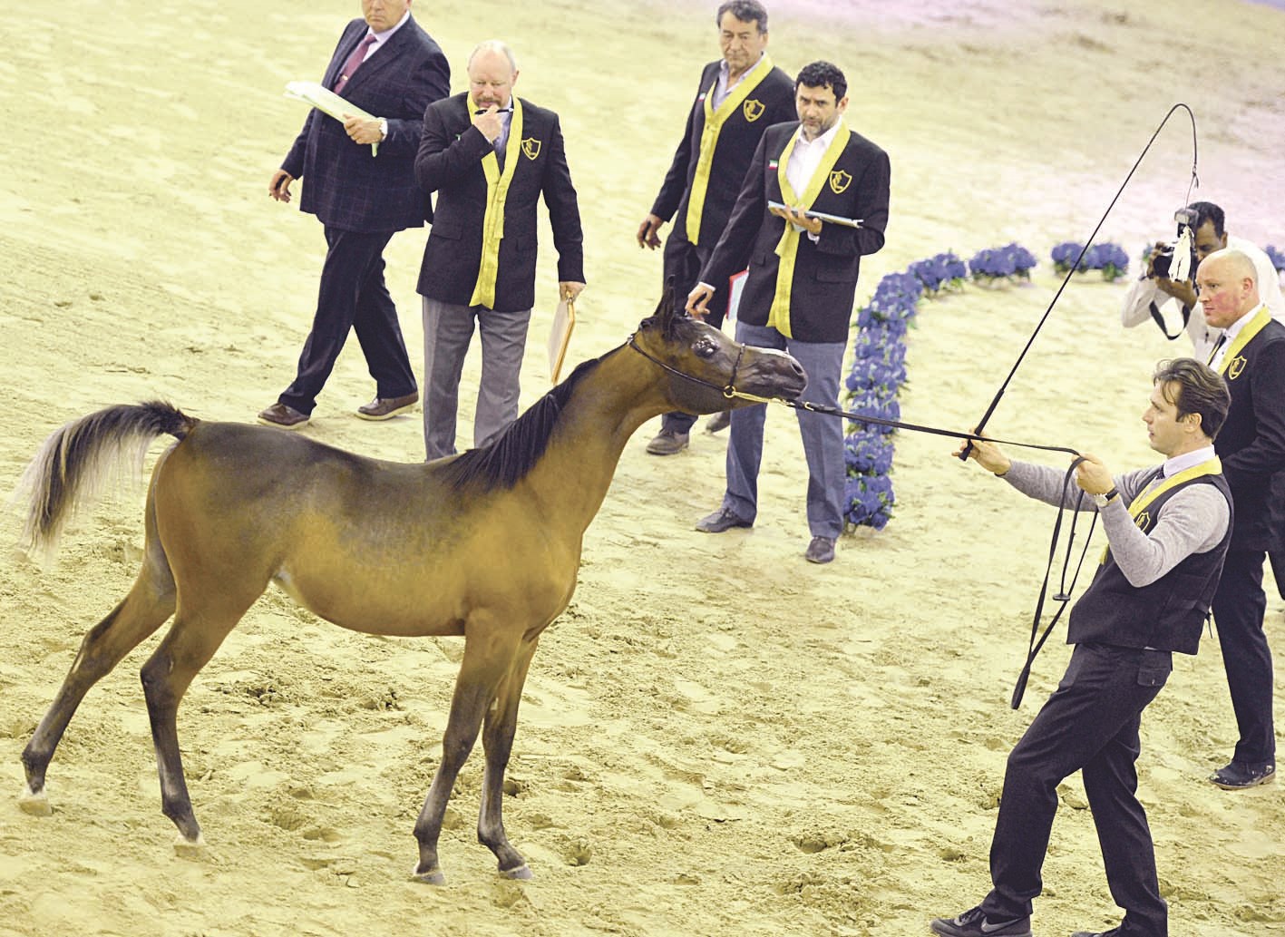 لجنة التحكيم تستعرض أحد الخيول ( تصوير موسى عياش )