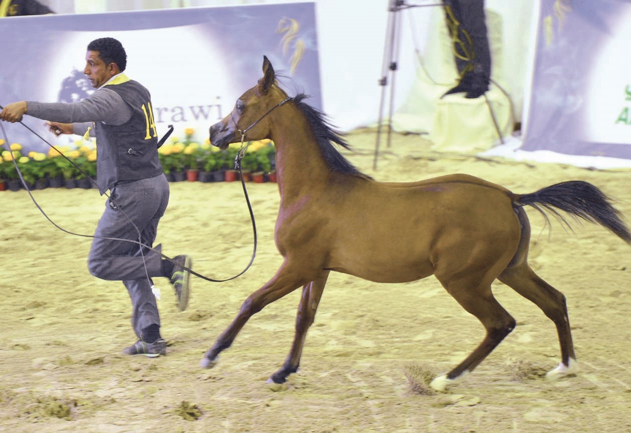 خيل عربية أصيلة