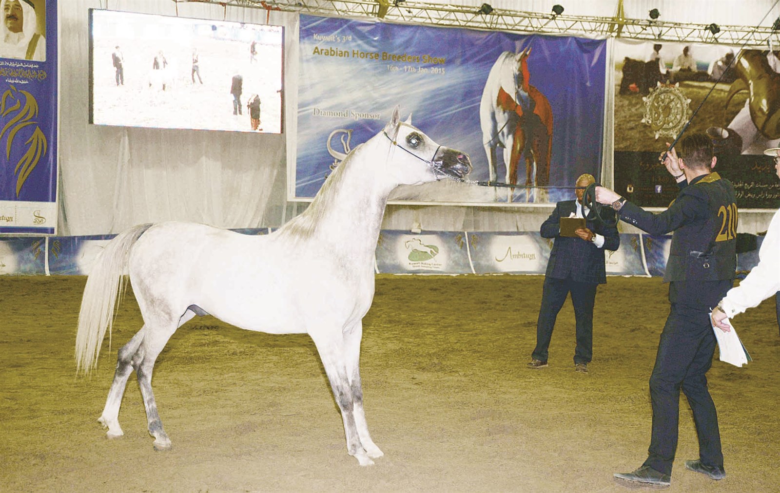 أحد الخيول يستعرض جماله