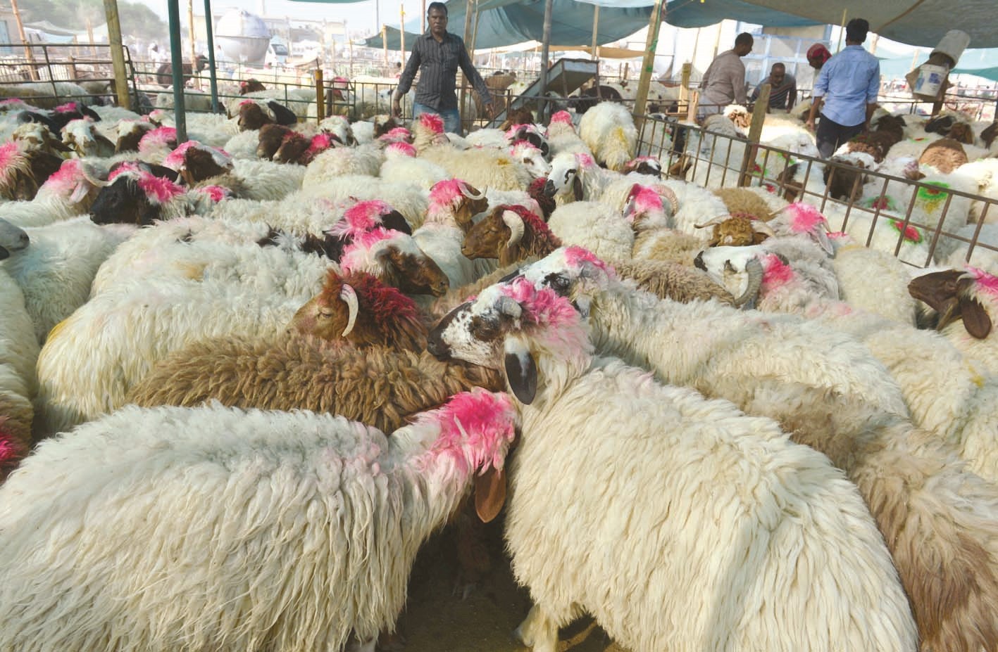 اسعار الأغنام انخفضت ... فهل تستمر في الانخفاض؟