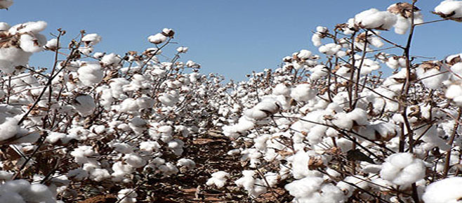 u0627u0644u0642u0637u0646 u0627u0644u0645u0635u0631u064a