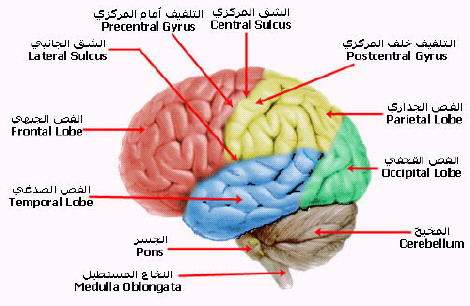 u0627u0644u0645u062e