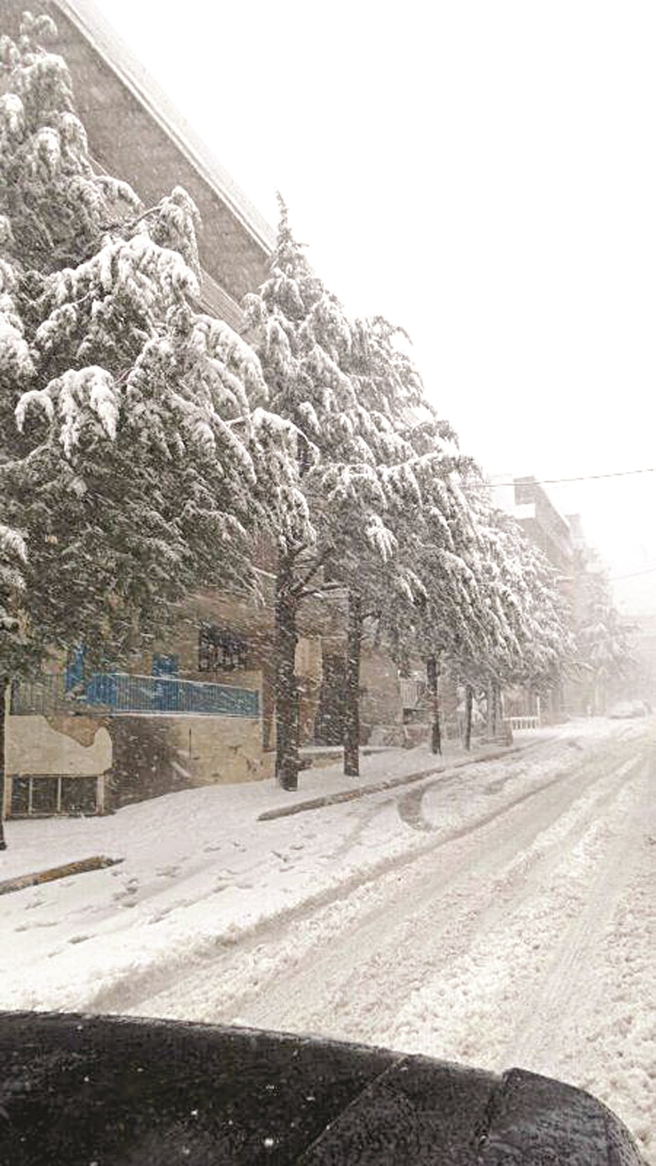 العاصفة لم ترحم الأشجار