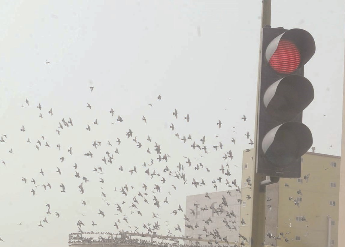 الرياح تحمل الطيور عالياً