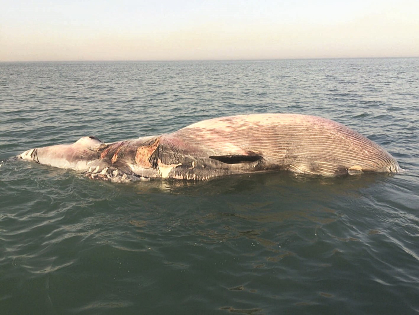 الحوت النافق قبل انتشاله