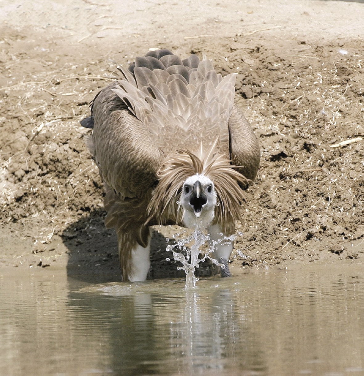 النسر الذهبي