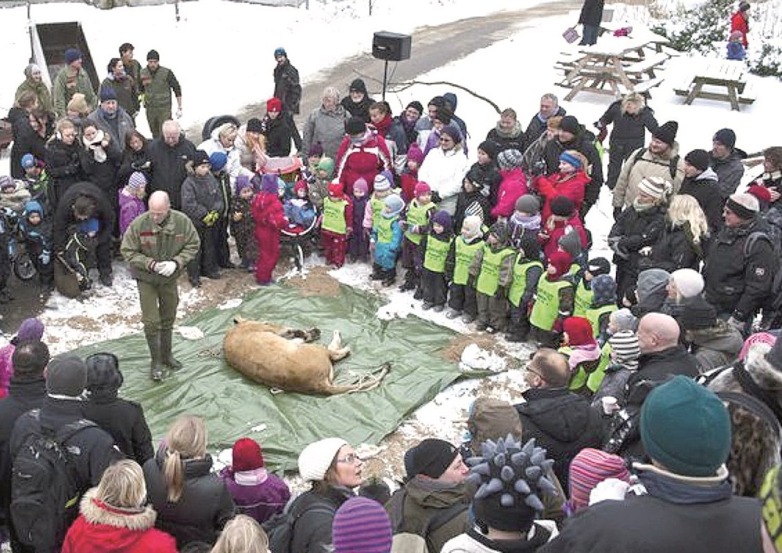 u0632u0648u0627u0631 u062du062fu064au0642u0629 u0623u0648u062fu064au0646u0632u064a u0644u0644u062du064au0648u0627u0646 u064au062au0627u0628u0639u0648u0646 u0646u0647u0627u064au0629 u0627u0644u0623u0633u062f