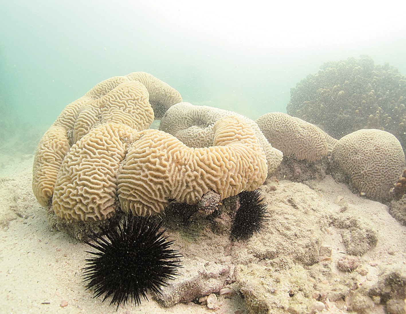 u0628u0639u0636 u0627u0644u0634u0639u0627u0628 u0627u0644u0645u0631u062cu0627u0646u064au0629 u0627u0644u0645u0635u0627u0628u0629