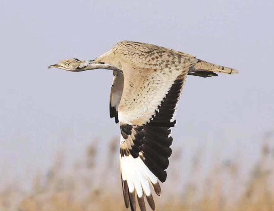 طائر حبارى يحلق في السماء