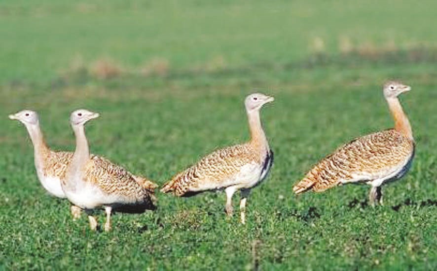 استراحة وسط العشب