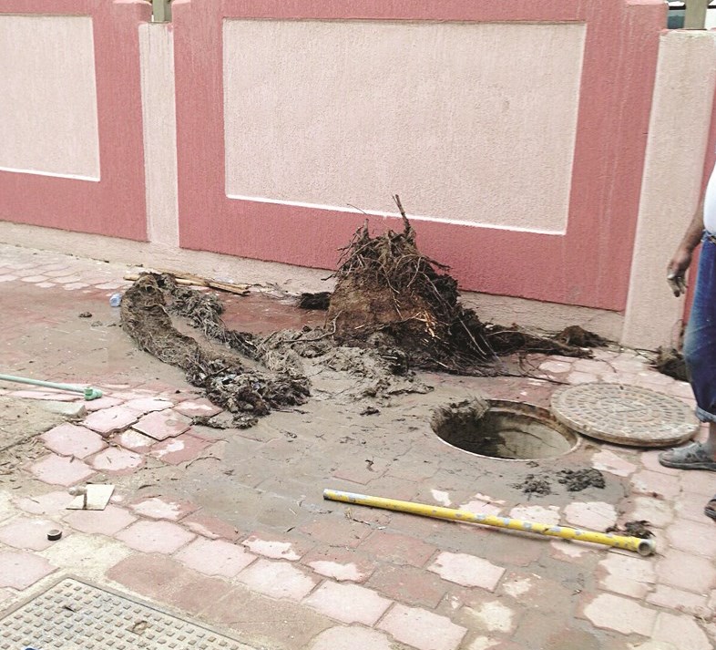 استخراج جذور الكونكاربس التي أثرت على شبكات الصرف الصحي ومناهيل المياه