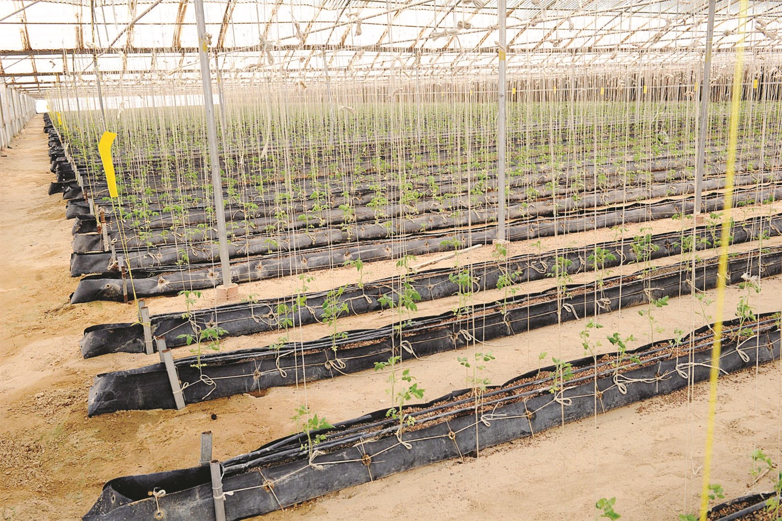 u0627u0627u0644u0632u0631u0627u0639u0629 u0645u0647u0645u0629 u0634u0627u0642u0629 u062au062du062au0627u062c u0625u0644u0649 u062fu0639u0645 u0627u0644u062fu0648u0644u0629