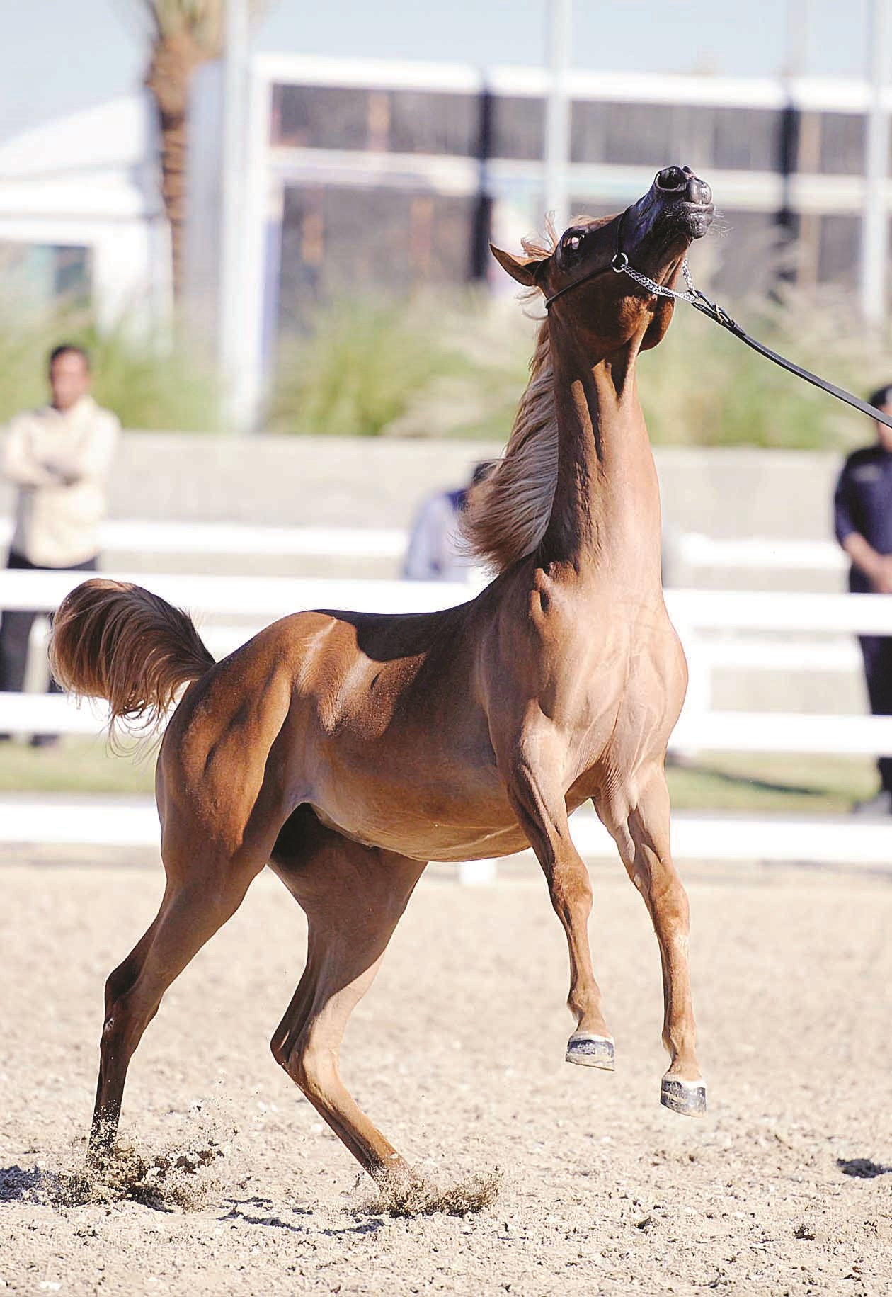 u0627u0644u062eu064au0648u0644 u062au0633u062au0639u062f u0644u0627u0633u062au0639u0631u0627u0636 u062cu0645u0627u0644u0647u0627